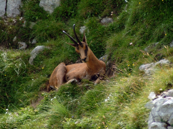 Camoscio d''Abruzzo Rupicapra pyrenaica ornata